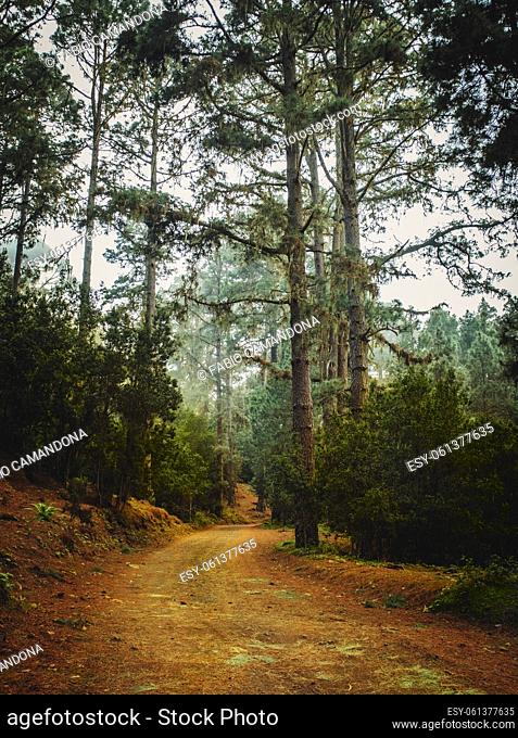 Wooden forest mountain landscape with high trees and green nature background. Outdoors national park view scenic place. Off road path for trekking and hiking...