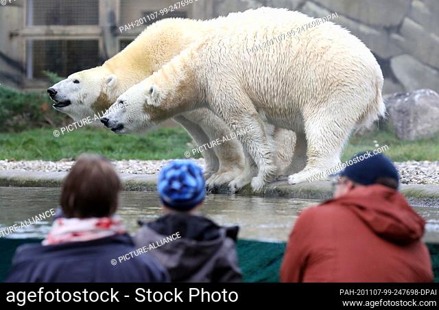 02 November 2020, Mecklenburg-Western Pomerania, Rostock: Visitors are out and about in the Rostock Zoo and look at the polar bears behind thick glass panes in...
