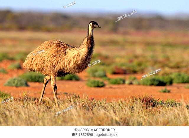 Emu (Dromaius novaehollandiae), Sturt National Park, New South Wales, Australia