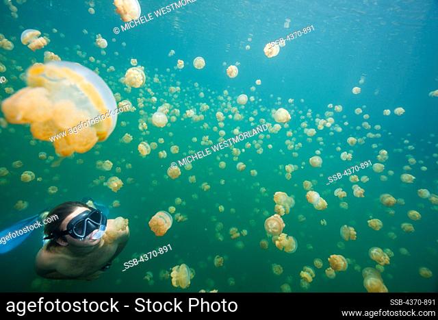 Micronesia, Caroline Islands, Palau, Jellyfish Lake, snorkeler amongst moon jellyfish (Aurelia aurita) and golden jellyfish (Mastigias sp)
