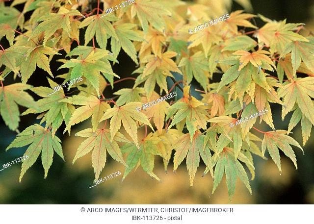 Maple tree, autumn foliage / (Acer palmatum)