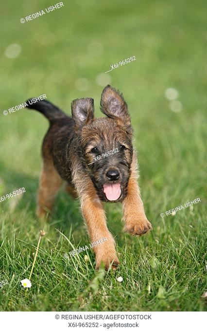 Westfalia / Westfalen Terrier, puppy running across garden lawn, Germany