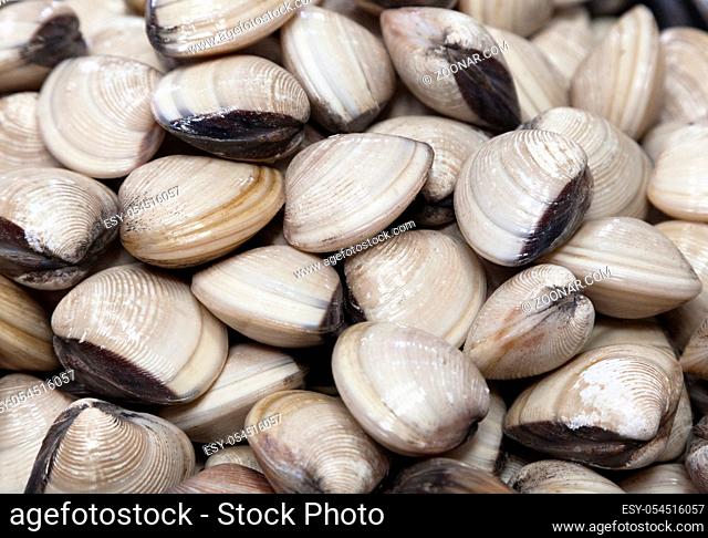 Many fresh clams in a Vietnamese market