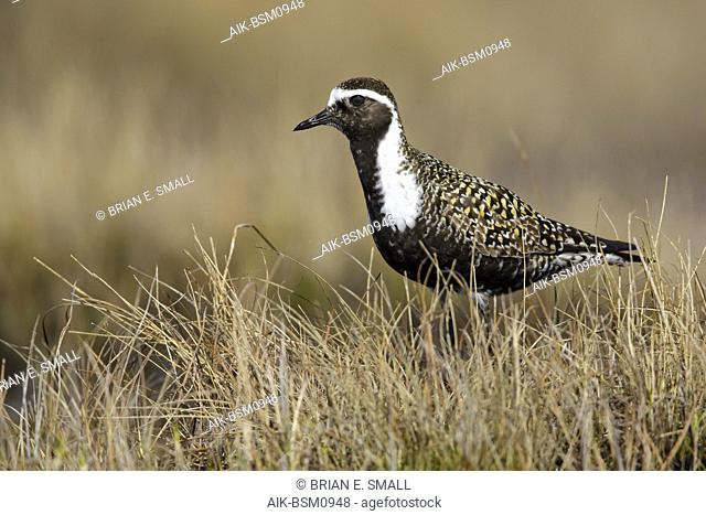 Adult American Golden Plover (Pluvialis dominica) in breeding plumage on the tundra of Churchill, Manitoba, Canada