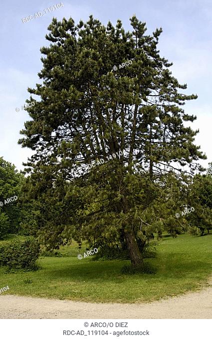 Black Pine Pinus nigra Austrian Pine Corsican Pine
