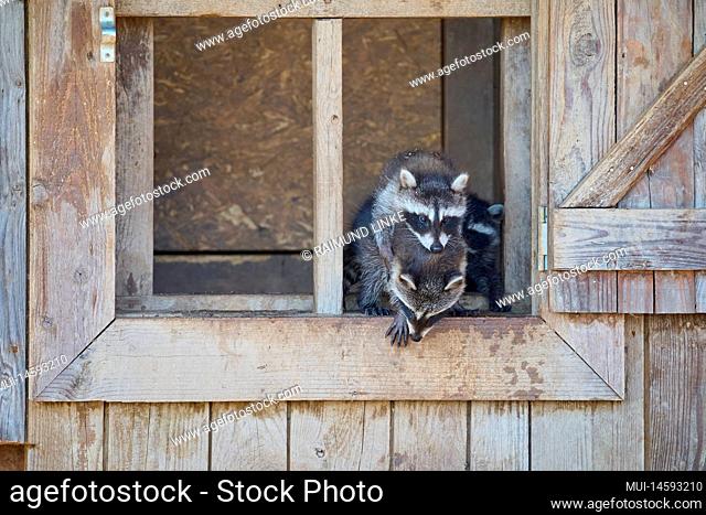 Raccoon (Procyon lotor), three young in window