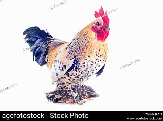 A small bantam rooster on a white background