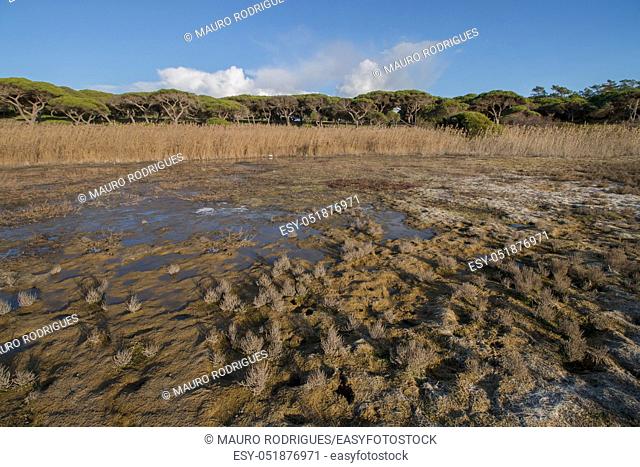 Typical low tide marshland landscape on the Algarve region, Portugal