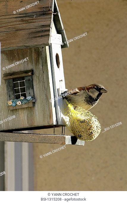 House sparrow Passer domesticus on a nest box with a fat ball, picture taken in Picardy, France. Passer domesticus  House sparrow  Sparrow  Passerid  Passerine...