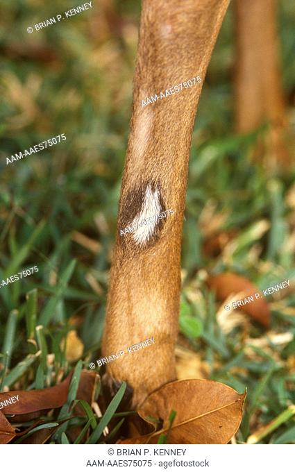 Scent Marking Tarsal Gland on Leg of White-tailed Deer (Odocoileus virginianus)