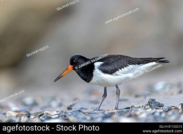 An Eurasian Oystercatcher (Haematopus ostralegus) in juvenile plumage foraging at the beach, at this day its captures frequently washed ashore mussels