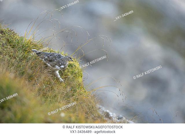 Rock Ptarmigan ( Lagopus muta ), adult in brown summer garb, perfect camouflage in natural habitat. .