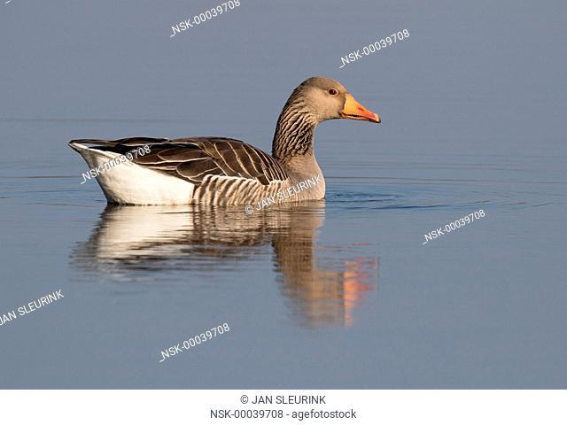 Greylag Goose (Anser anser) swimming on the water, The Netherlands, Gelderland, polder Arkemheen