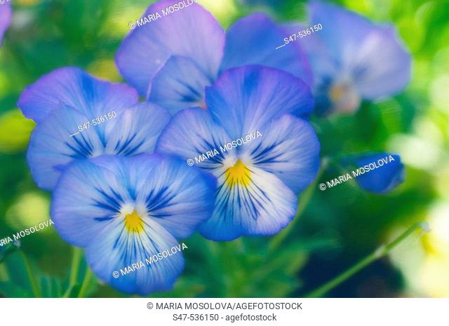 Blue Pansy Flowers. Viola x wittrockiana, Maryland, USA