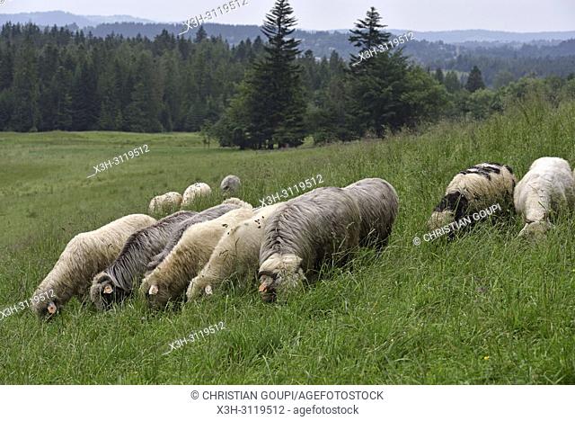 troupeau de moutons dans la campagne autour de Zakopane, region Podhale, Massif des Tatras, Province Malopolska (Petite Pologne), Pologne