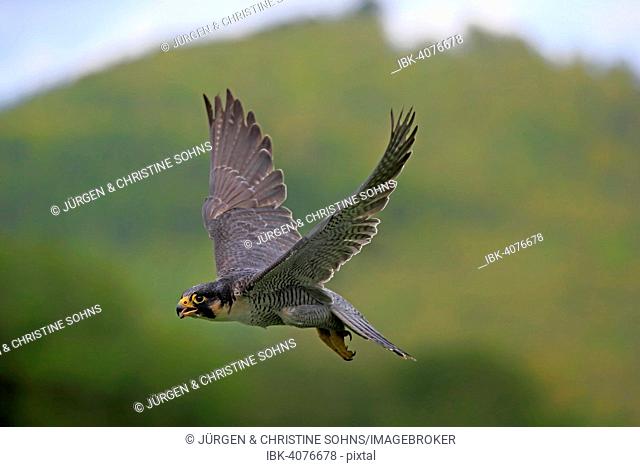 Peregrine Falcon (Falco peregrinus), adult, flying, captive, Eifel, Rhineland-Palatinate, Germany