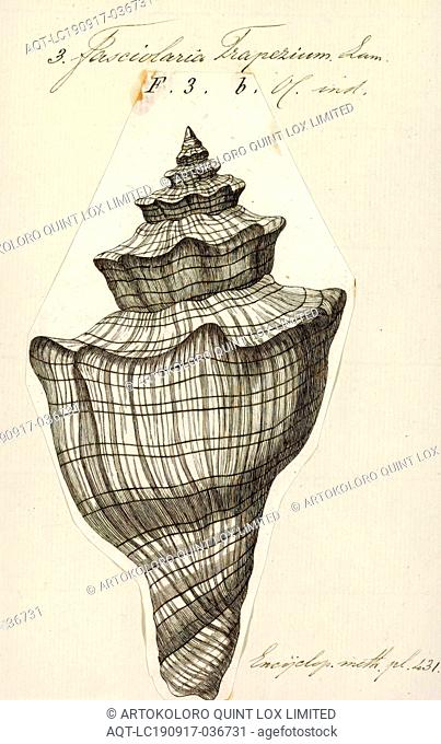 Fasciolaria trapezium, Print, Tulip snail, or Tulip shell is the common name for two or three species of large, predatory