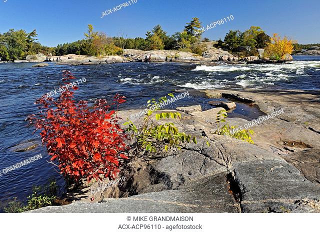 Red maple trees ar edge of the Magnetawan River Burk's Falls Ontario Canada