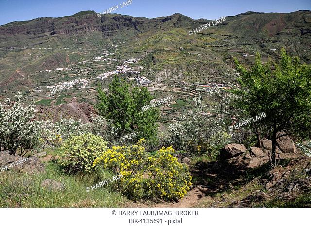 View from a hiking trail below Roque Nublo of blooming vegetation, the Barranco de Tejeda and Tejeda, Gran Canaria, Canary Islands, Spain