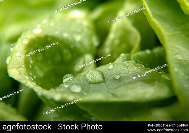 11 May 2020, Baden-Wuerttemberg, Leinfelden-Echterdingen: Raindrops are lying on a lettuce. Photo: Sebastian Gollnow/dpa