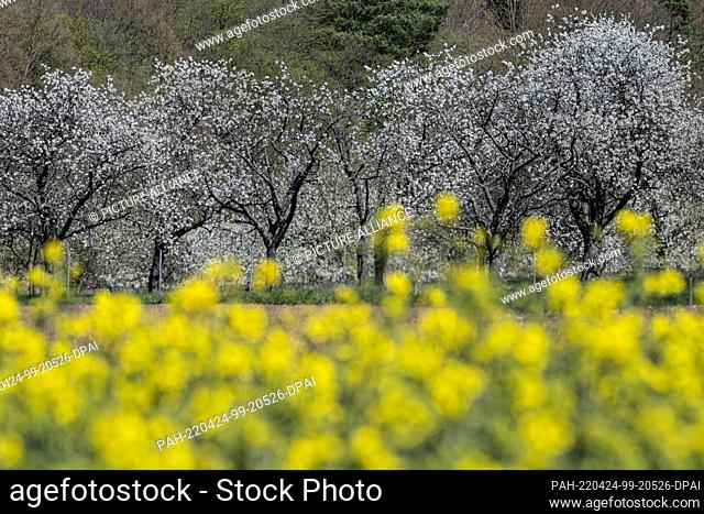 18 April 2022, Hessen, Witzenhausen: Cherry trees blossom behind a rapeseed field. Every year, from mid-April to early May