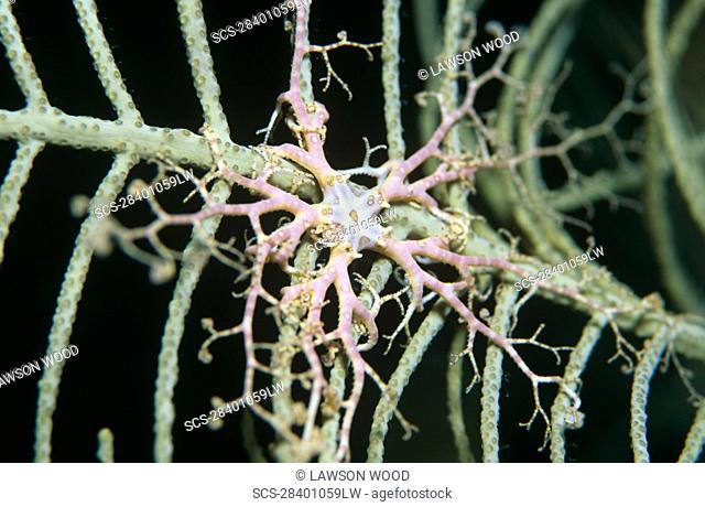 Basket Star fish Astrophyton muricatum Juvenile on gorgonian coral, Cayman Islands, Caribbean