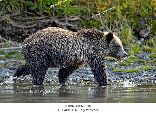 Grizzly bear (Ursus arctos)- Yearling cub on shore of a salmon river, Chilcotin Wilderness, BC Interior, Canada