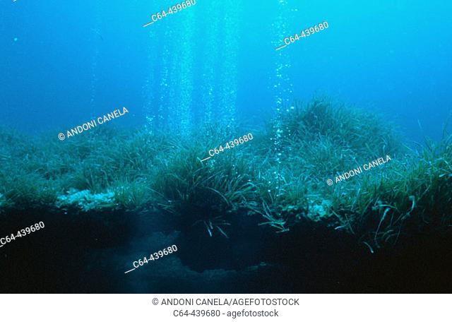 Sea floor. Posidonia. Cabrera. Balearic Islands. Spain
