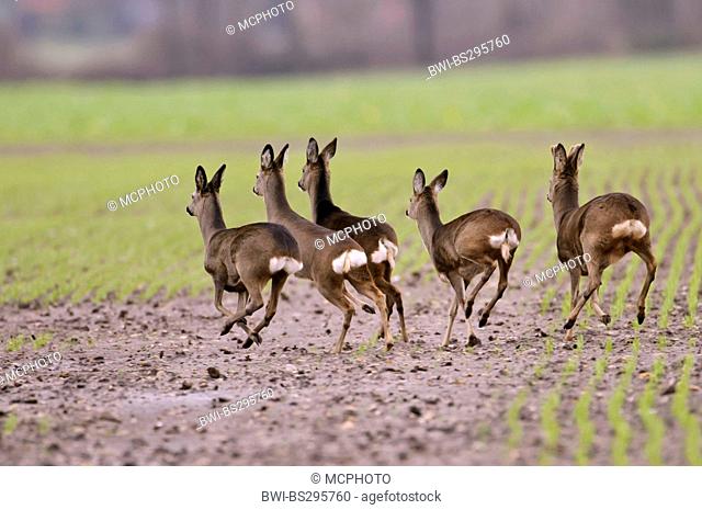 roe deer (Capreolus capreolus), a group of roe deers running over a field, Germany, Lower Saxony