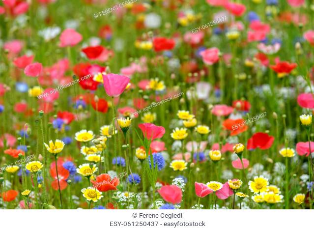 Natural background made of bright, colorful, vibrant selections of wildflowers on a spring meadow in British Columbia, Canada