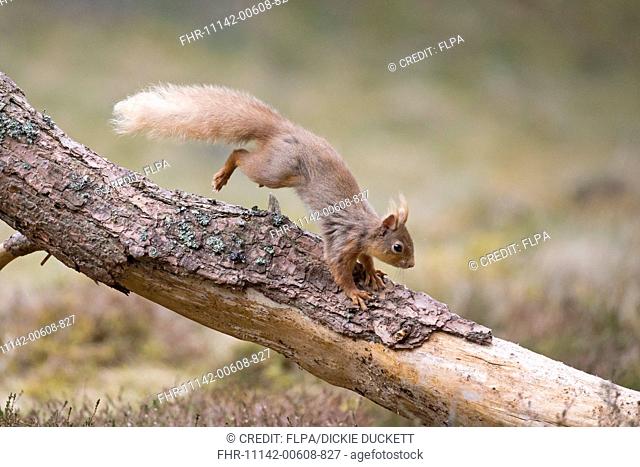 Eurasian Red Squirrel (Sciurus vulgaris) adult, running along branch, Cairngorms, Highlands, Scotland, April