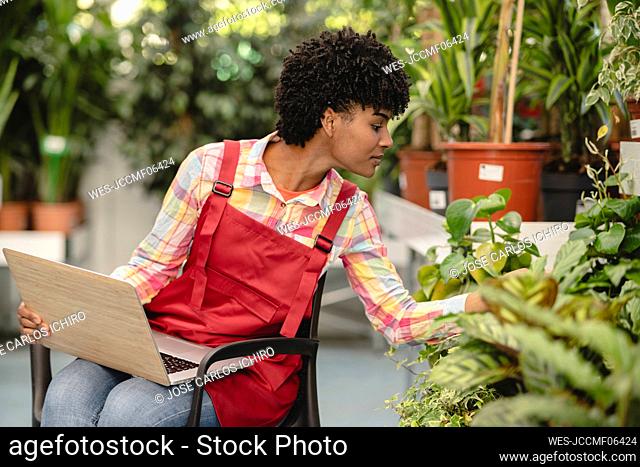 Gardener with laptop examining plant sitting on chair in nursery