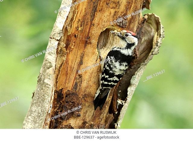 Lesser Spotted Woodpecker making a nest