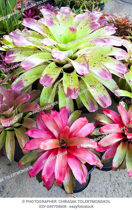 Bromeliad flower in the garden with nature, Bromeliad flower in various color in garden for postcard beauty decoration and agriculture concept design