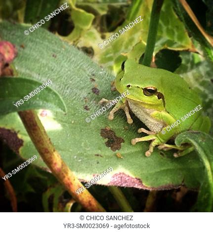 A green frog perches on a leave in Prado del Rey, Sierra de Cadiz, Andalusia, Spain