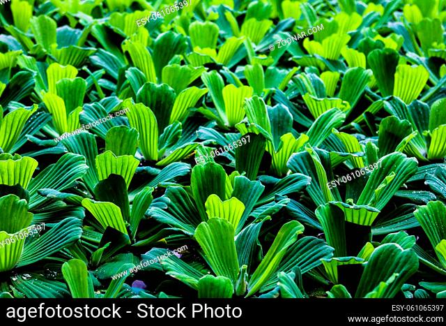 Water lettuce or Pistia stratiotes, nile cabbage, shellflower