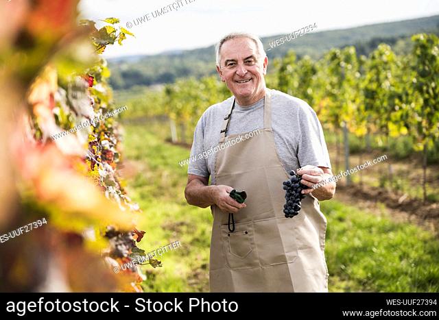 Happy senior man in apron standing with pruning shears and grapes in vineyard
