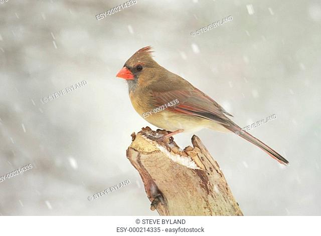 Female Northern Cardinal cardinalis