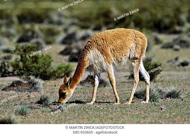 Vicuna Vicugna vicugna, Altiplano, Chile  Vicuna are living in the cold Altiplano of the Andes Mountains  Their wool is one of the finest and most expensive...