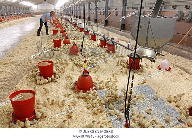 GERMANY , DORSTEN , Many three day old Turkey chicks in a large hall - DORSTEN, GERMANY, 13/07/2011