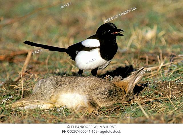 Common Magpie Pica pica adult, feeding on dead rabbit carcass, England