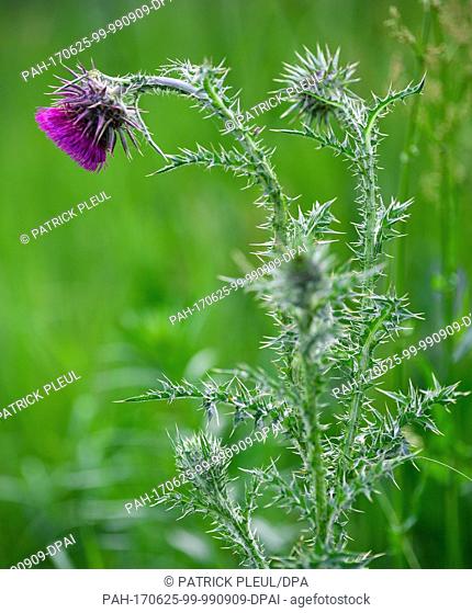 A blossom of a thistle (Carduus nutans) can be seen near Reitwein, Germany, 26 June 2017. Photo: Patrick Pleul/dpa-Zentralbild/dpa