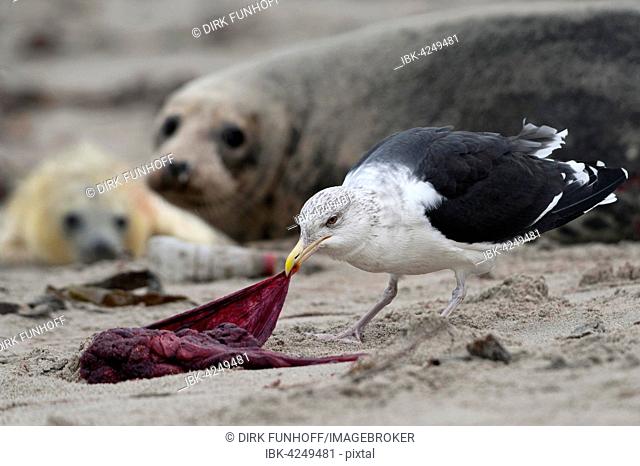 Great black-backed gull (Larus marinus) eating placenta, grey seal (Halichoerus grypus) with pup behind, Schleswig-Holstein, Germany