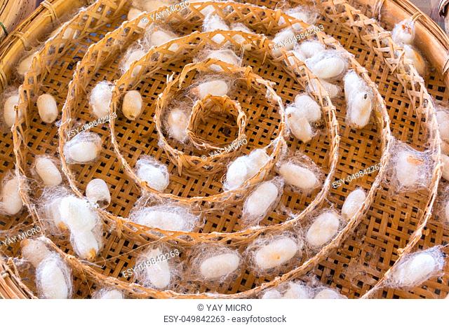 Group of Chrysalis, Pupa or Silk worm cocoons in Bamboo Basket Waiting to Boil and get Silk Thread, Making of Thai Silk