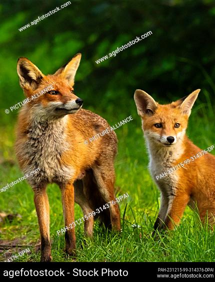 10 May 2023, Berlin: 10.05.2023, Berlin. A young red fox (Vulpes vulpes) stands next to its mother in the evening sun in a park in the capital