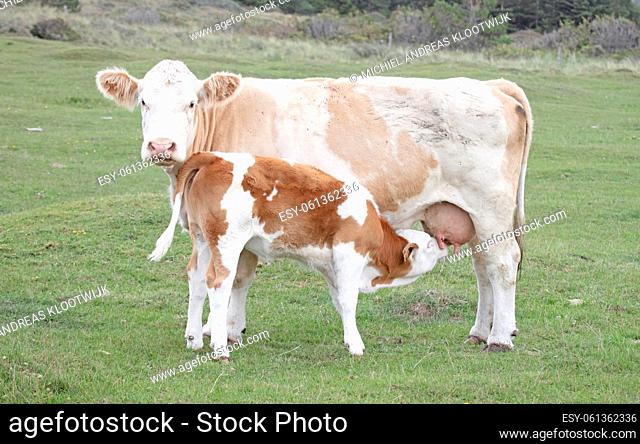 Thirsty calf drinking milk from her mother, selective focus