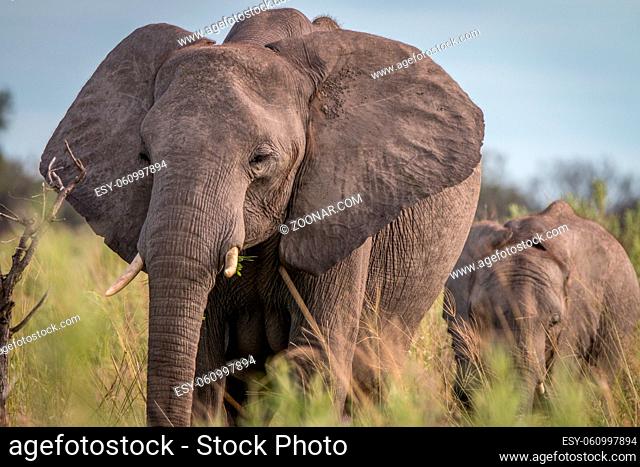 Two Elephants walking in the grass in the Okavango Delta, Botswana