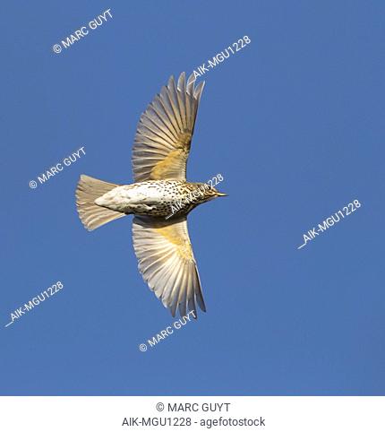 Song Trush (Turdus philomelos), perfect image of bird in flight to show under wings and pattern