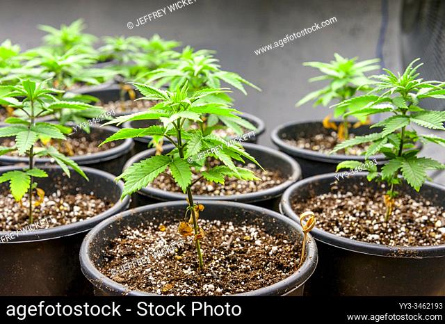 Medical marijuana cultivation under T5 flourescent grow lights