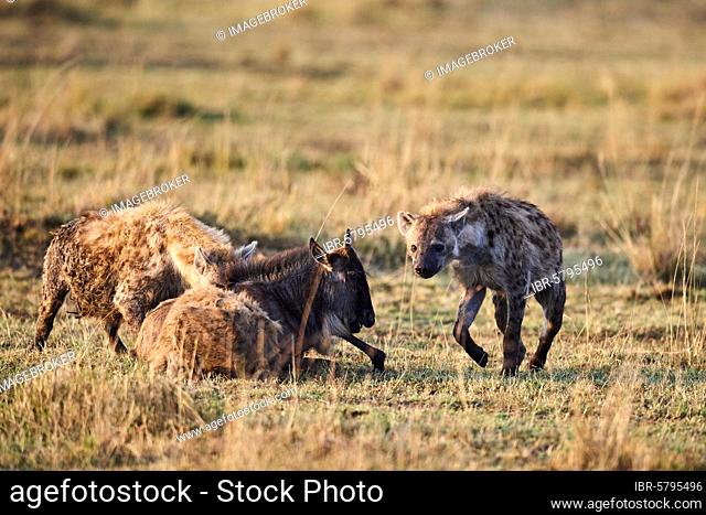 Spotted hyena (Crocuta crocuta) killing a young Eastern White-bearded Wildebeest (Connochaetes taurinus) Masai Mara National Reserve, Kenya, Africa